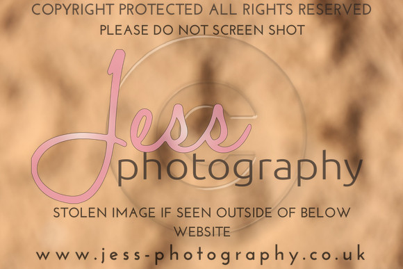 TSJ_0847