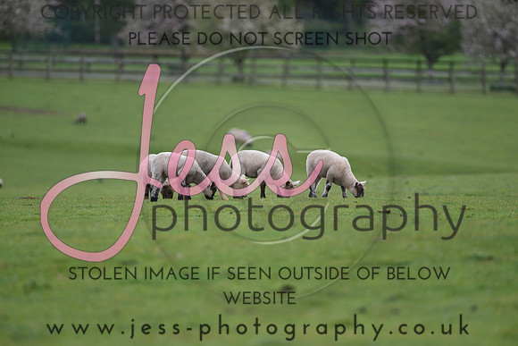 JES_4263