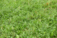 JPG_1233