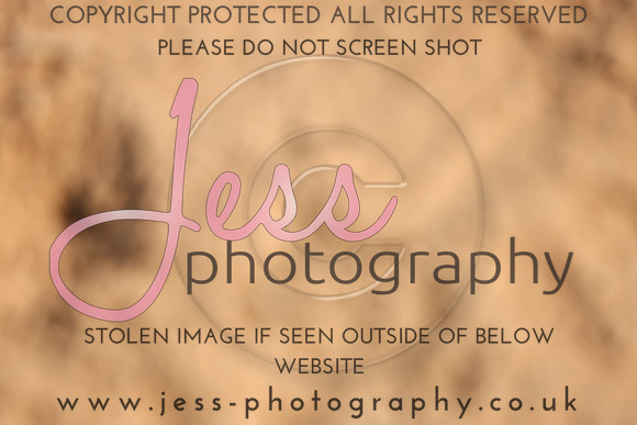 TSJ_0580