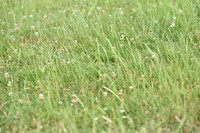 JPG_6633