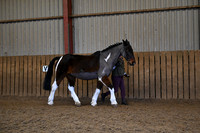 Hunter/Riding Horse