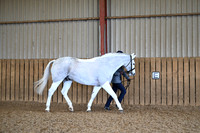 Riding Horse/Hunter