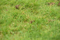 JPG_7310