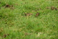 JPG_7323
