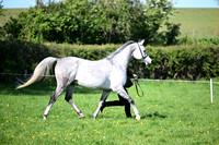 Foreign Breeds