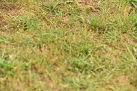 JPG_0611