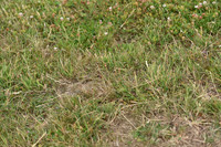 JPG_7026