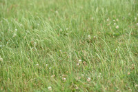 JPG_6741