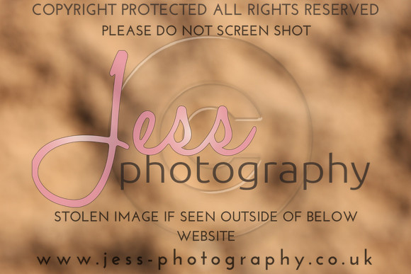 TSJ_0288