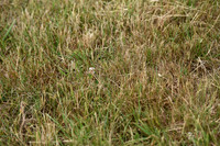 JPG_6974