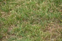 JPG_7013