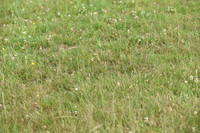 JPG_6554
