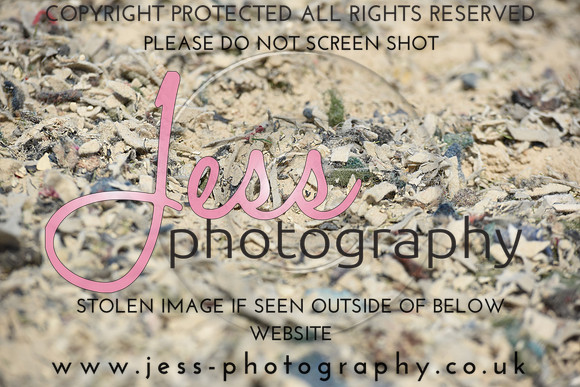 JES (203)