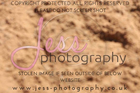 TSJ_0356
