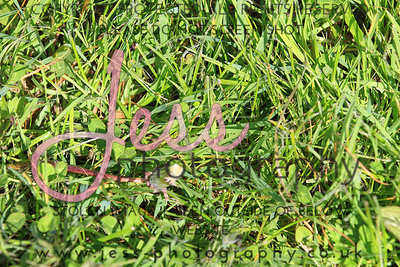JES_0981