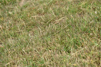 JPG_7109