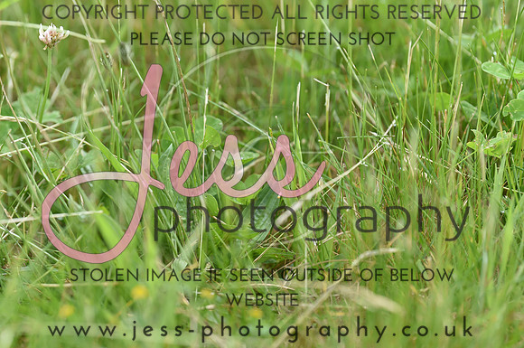 JES_8750
