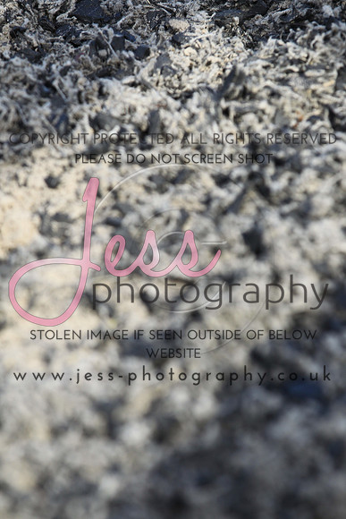 JES_5616