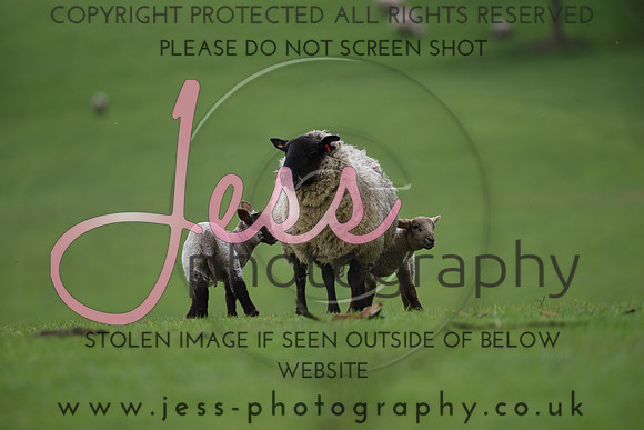 JES_4262