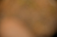 ACE_0555