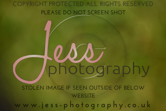 JES (84)